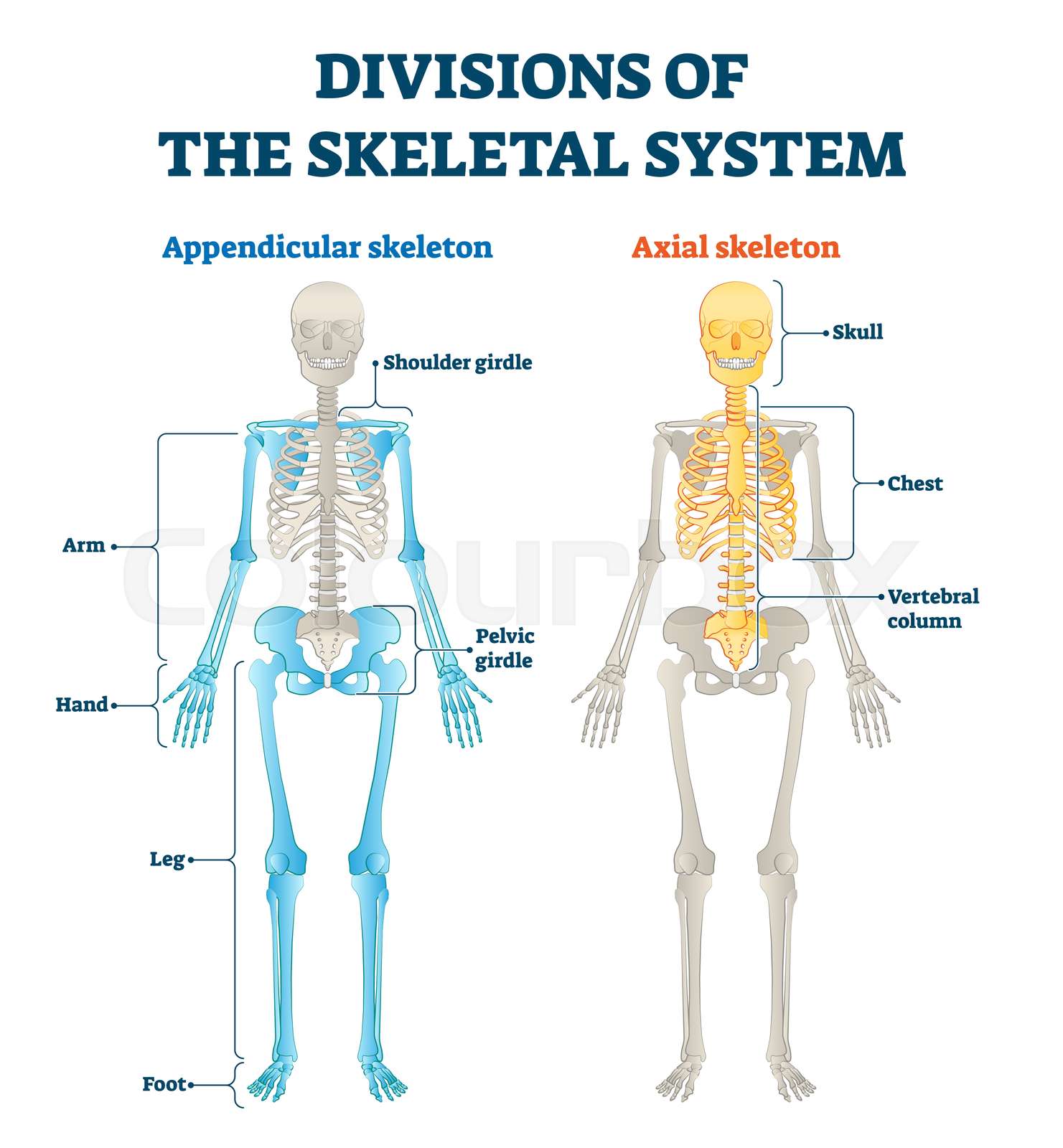 Anatomie Aufgliederung In Der Beckengegend Stock Vektor Colourbox