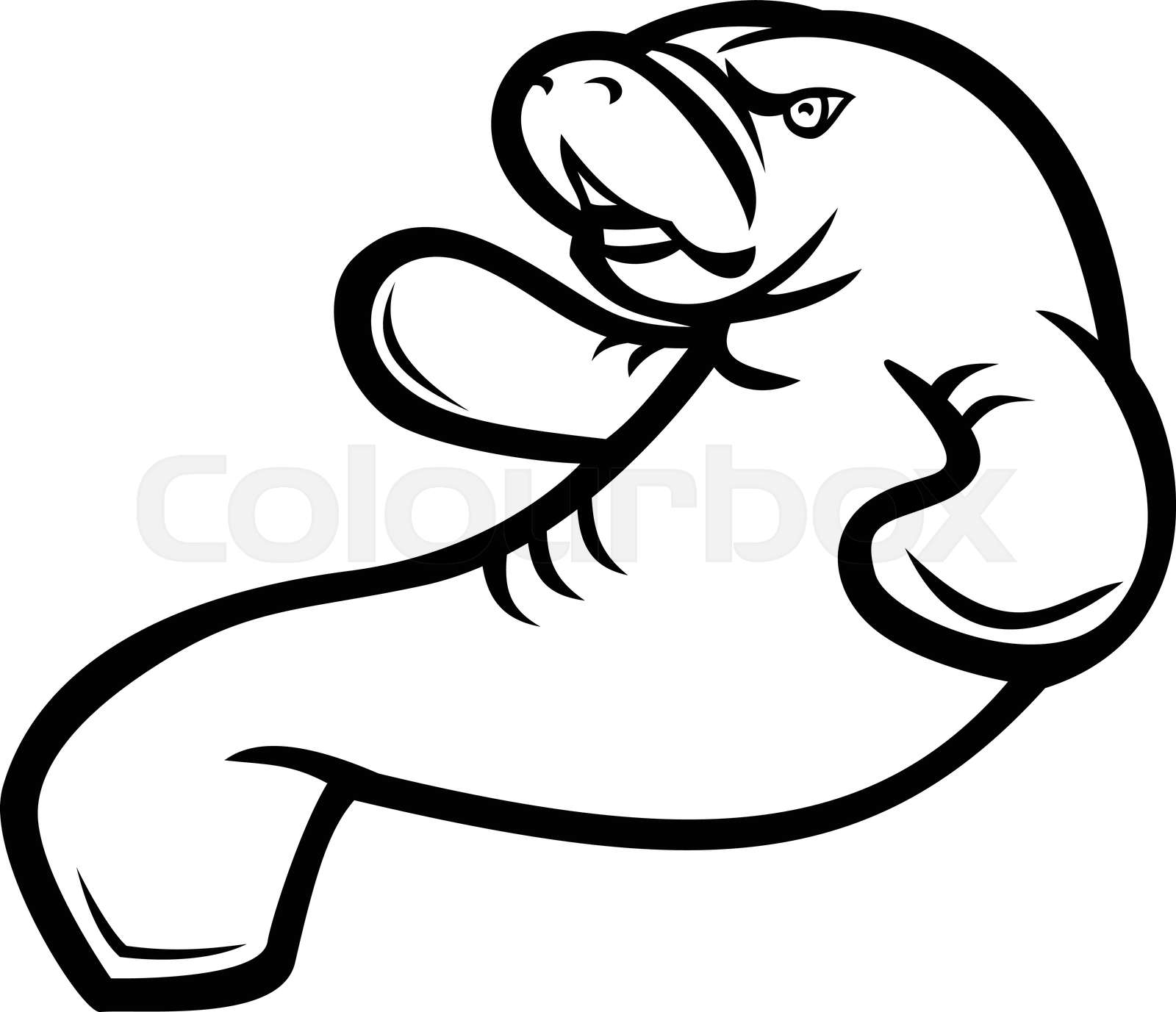 Angry Manatee Swimming Up Mascot Black and White | Stock vector | Colourbox