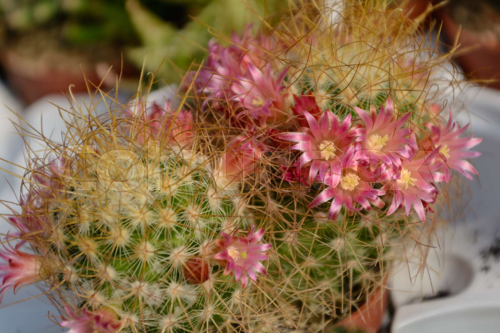 Kugelkaktus in voller Blüte | Stock Bild | Colourbox