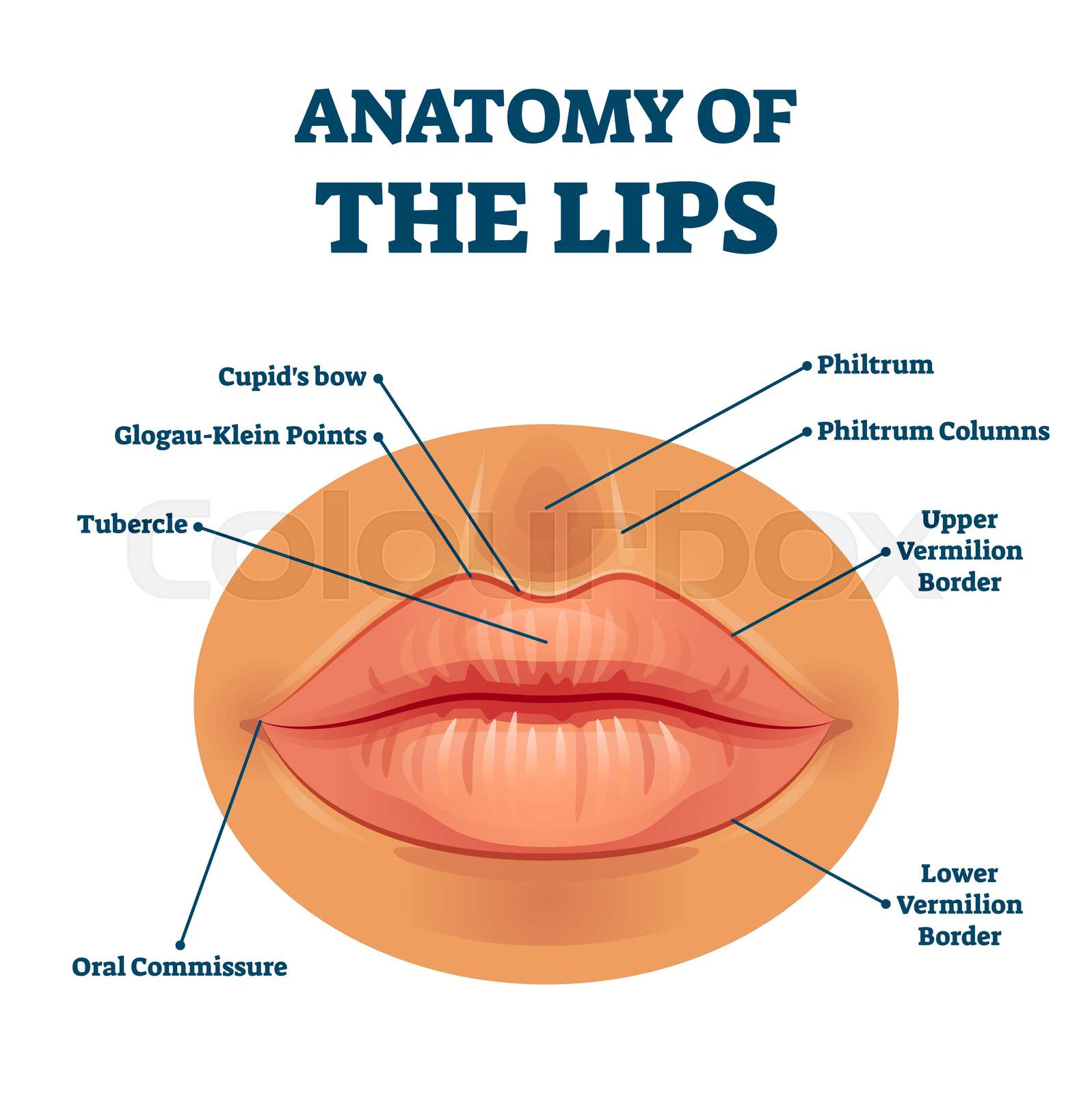 Procheilon Lip Anatomy Tubercle