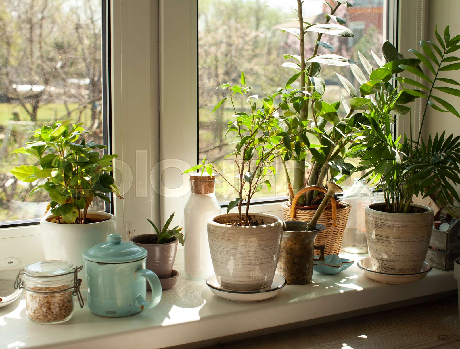 The set of different plants is decorating the kitchen window sill