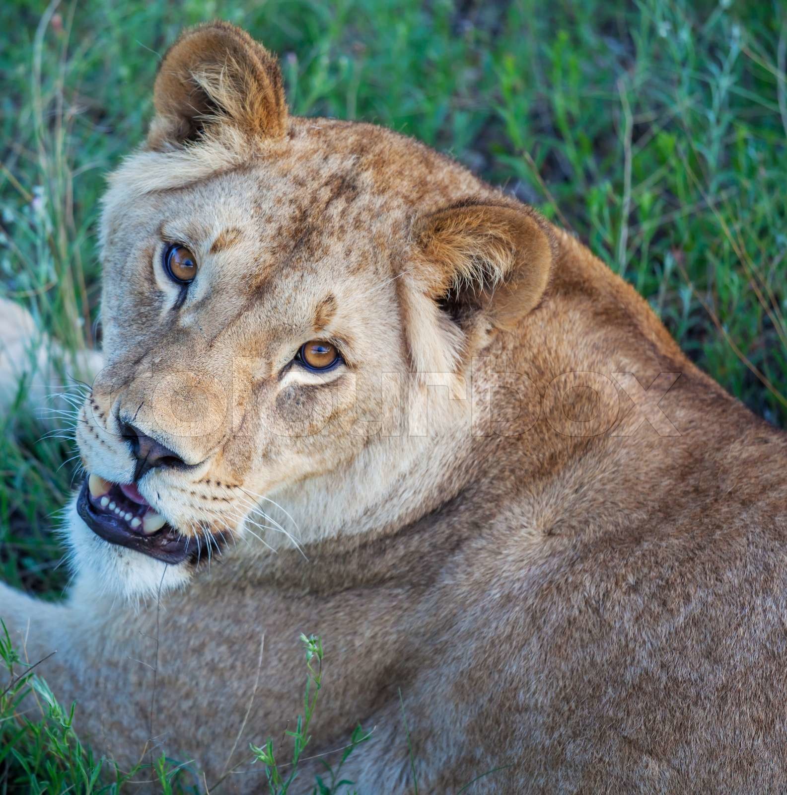 Gone Backwards:  Learn From The Mistakes Of These Four "Lion" Stocks (2025 Tour) - 47sa1z0