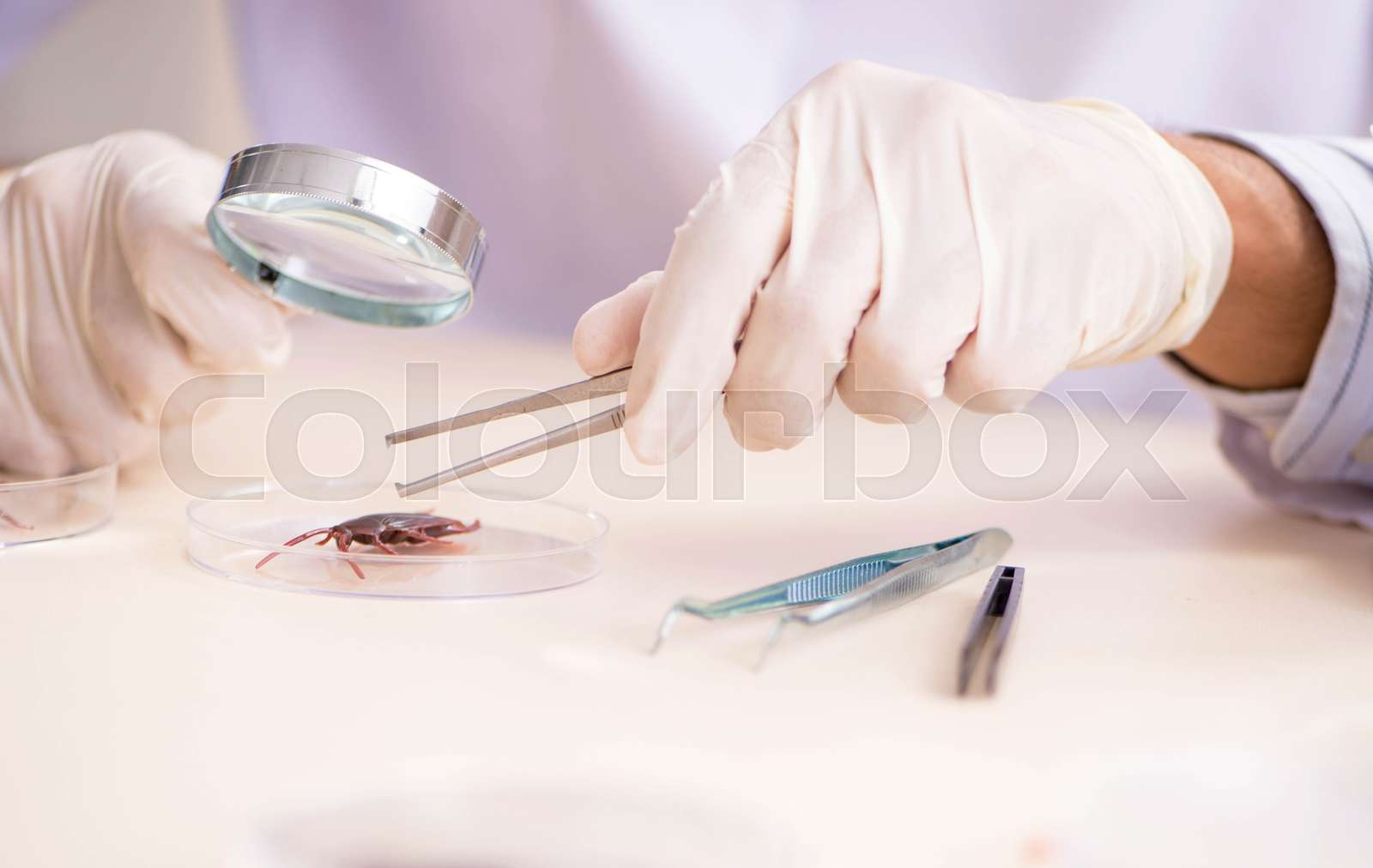 Male entomologist working in the lab on new species | Stock image