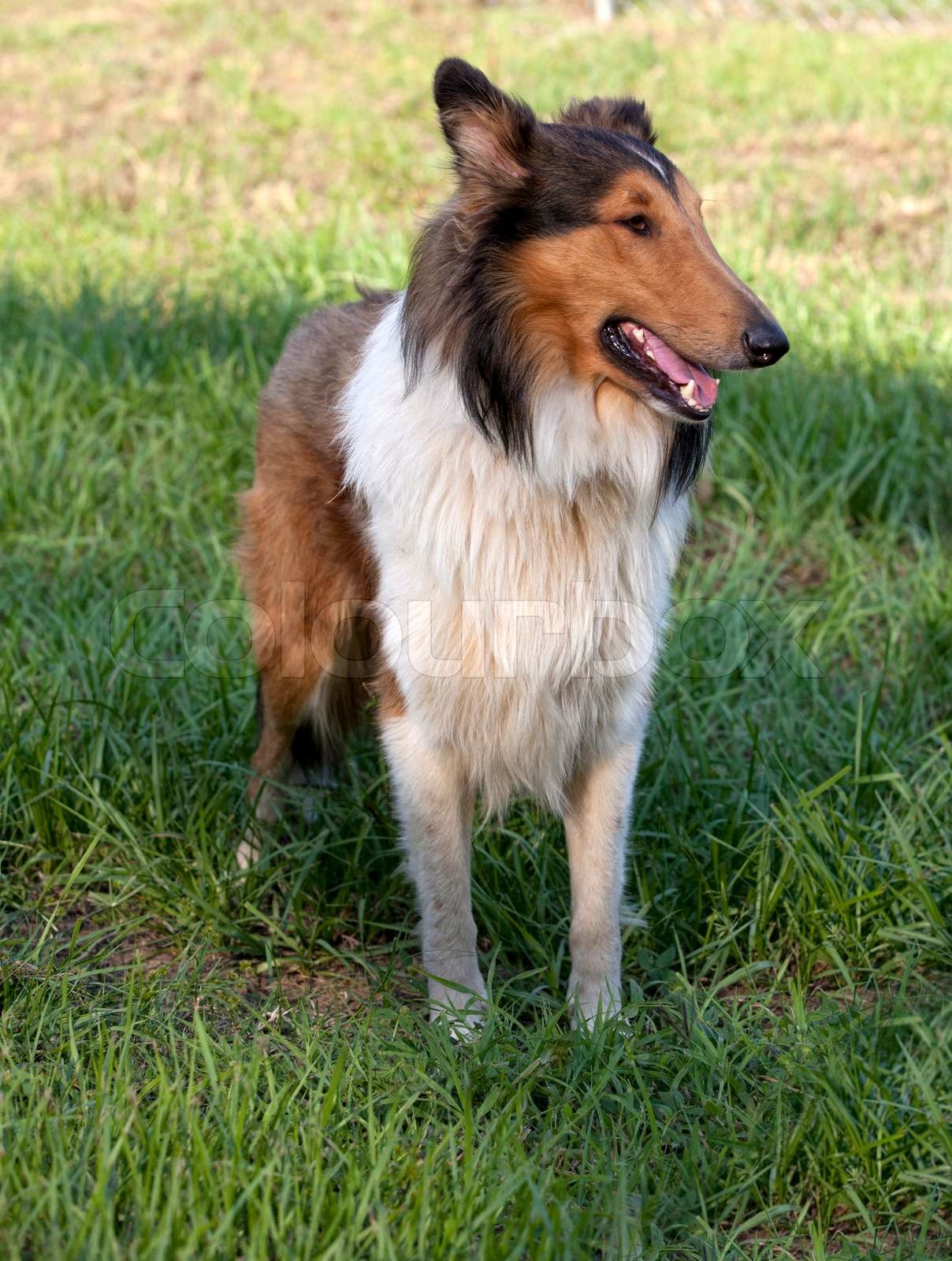 Rough collie - Scottish shepherd | Stock image | Colourbox