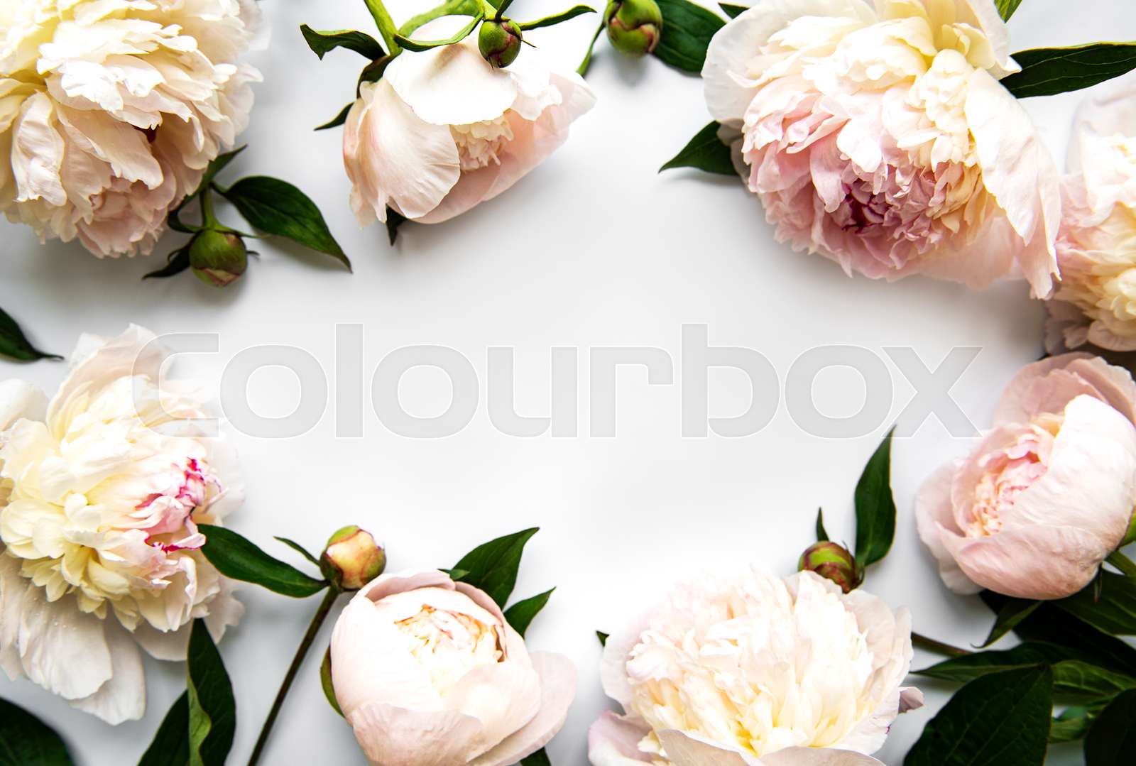 Pink peony flowers as a border | Stock image | Colourbox