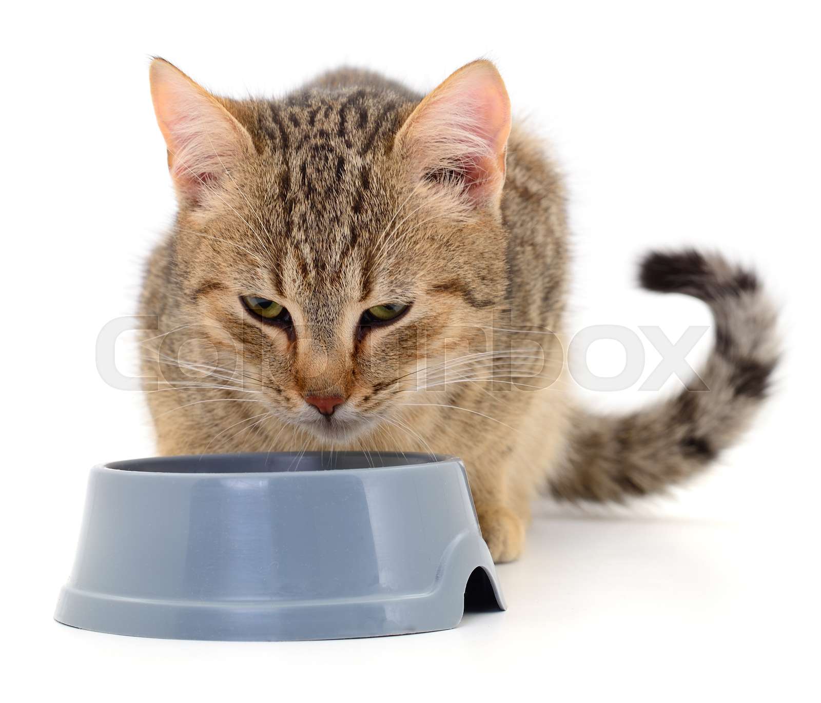 How To Stop Cats From Eating Each Other's Food Closer Pets atelier