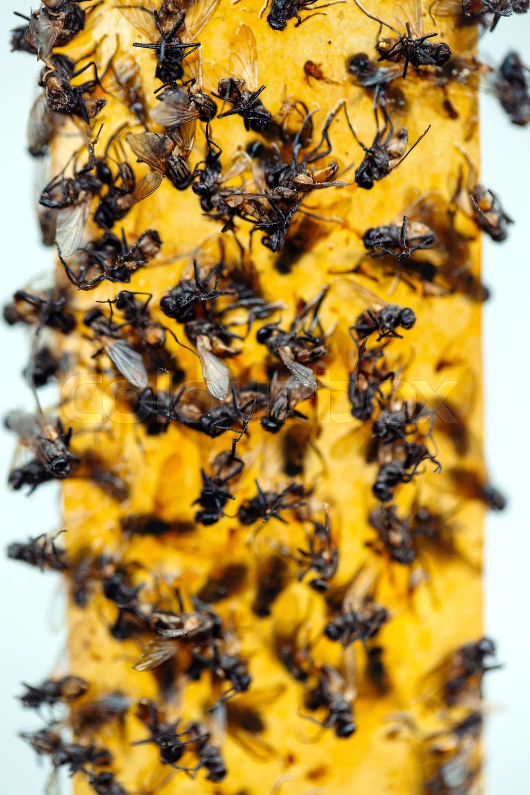 sticky-flypaper-with-glued-flies-trap-for-flies-or-fly-killing-device