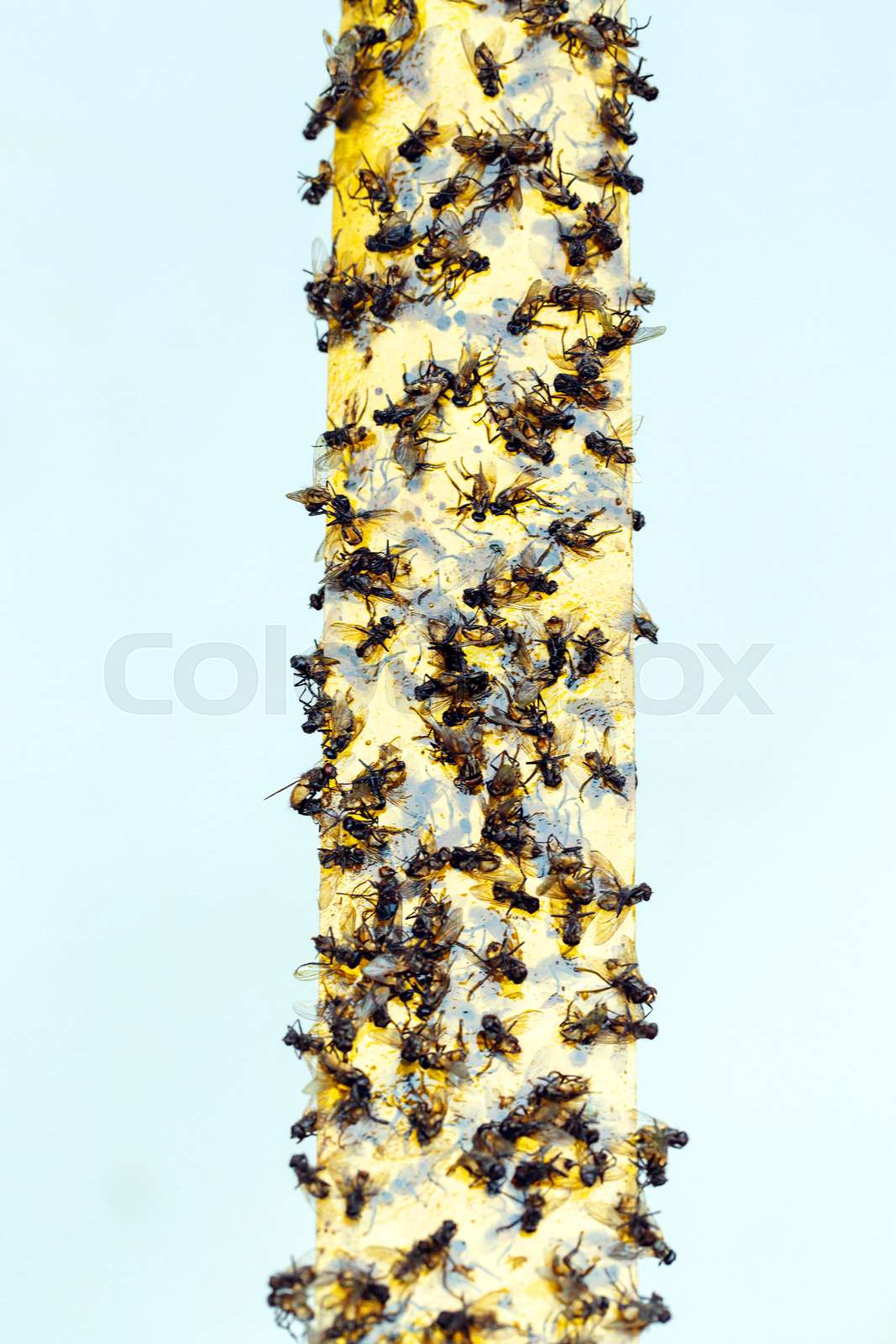 Flypaper Effect Example