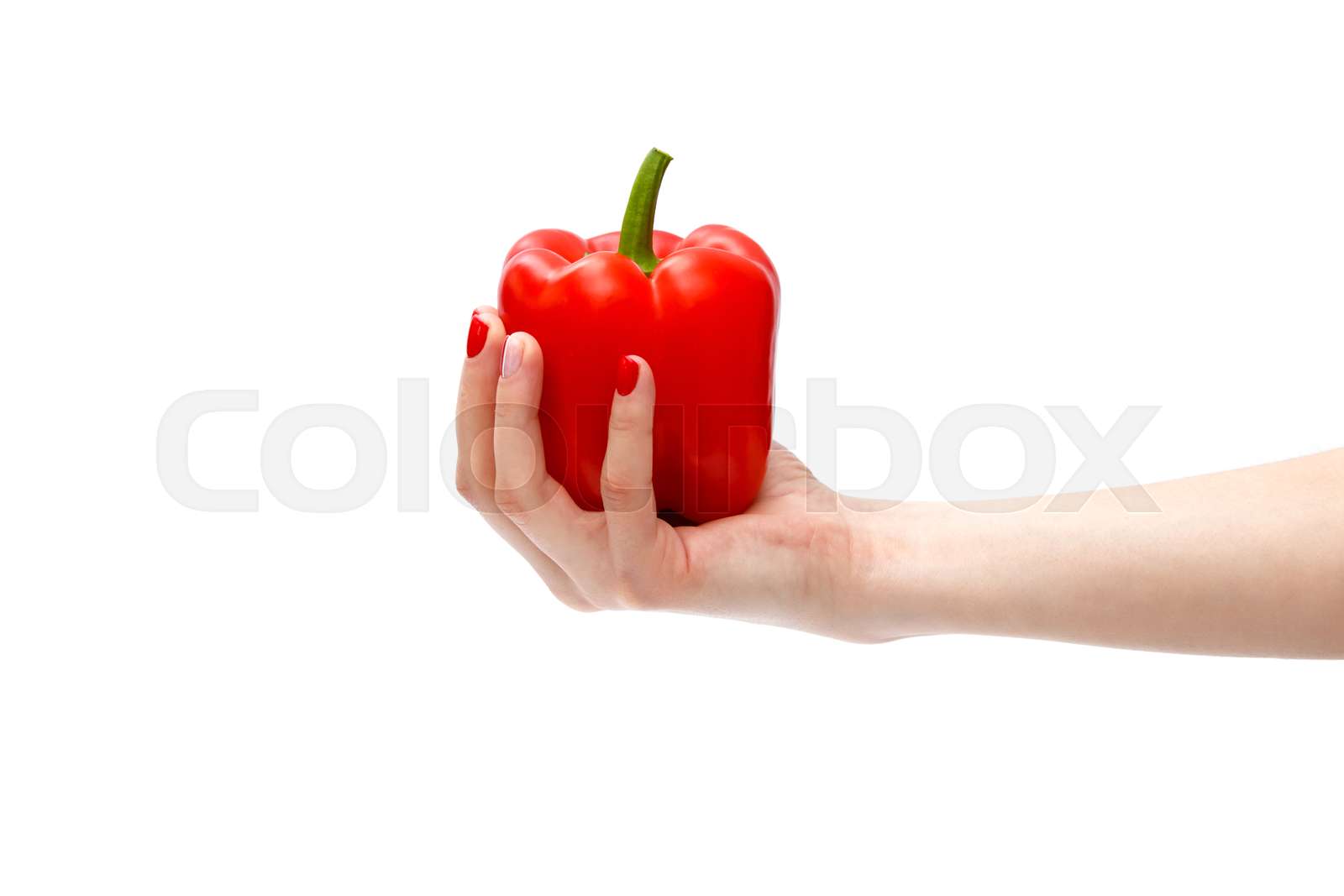 fresh-red-pepper-hand-holding-red-pepper-isolated-on-white-stock