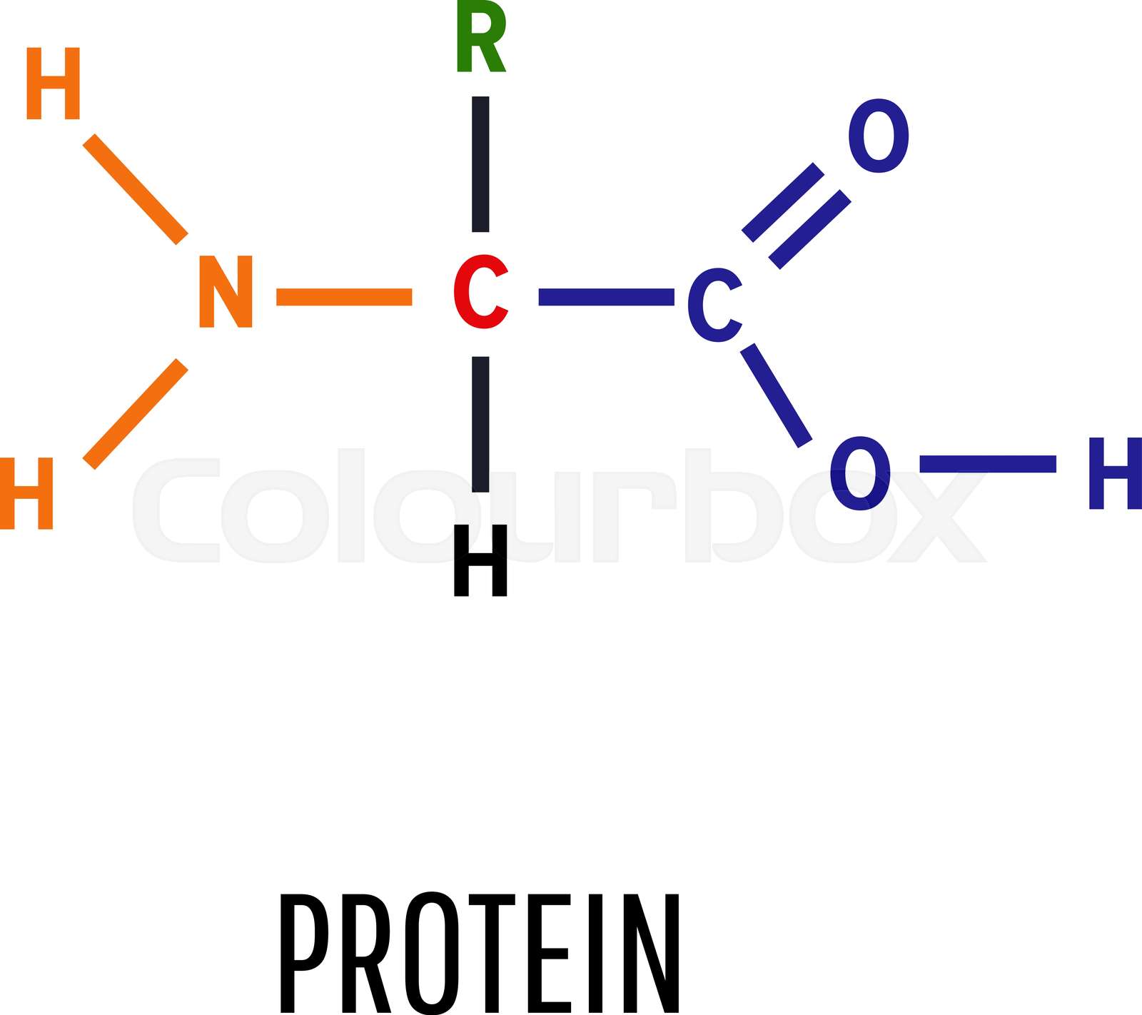 Protein. Structural chemical formula and molecular model. Vector ...