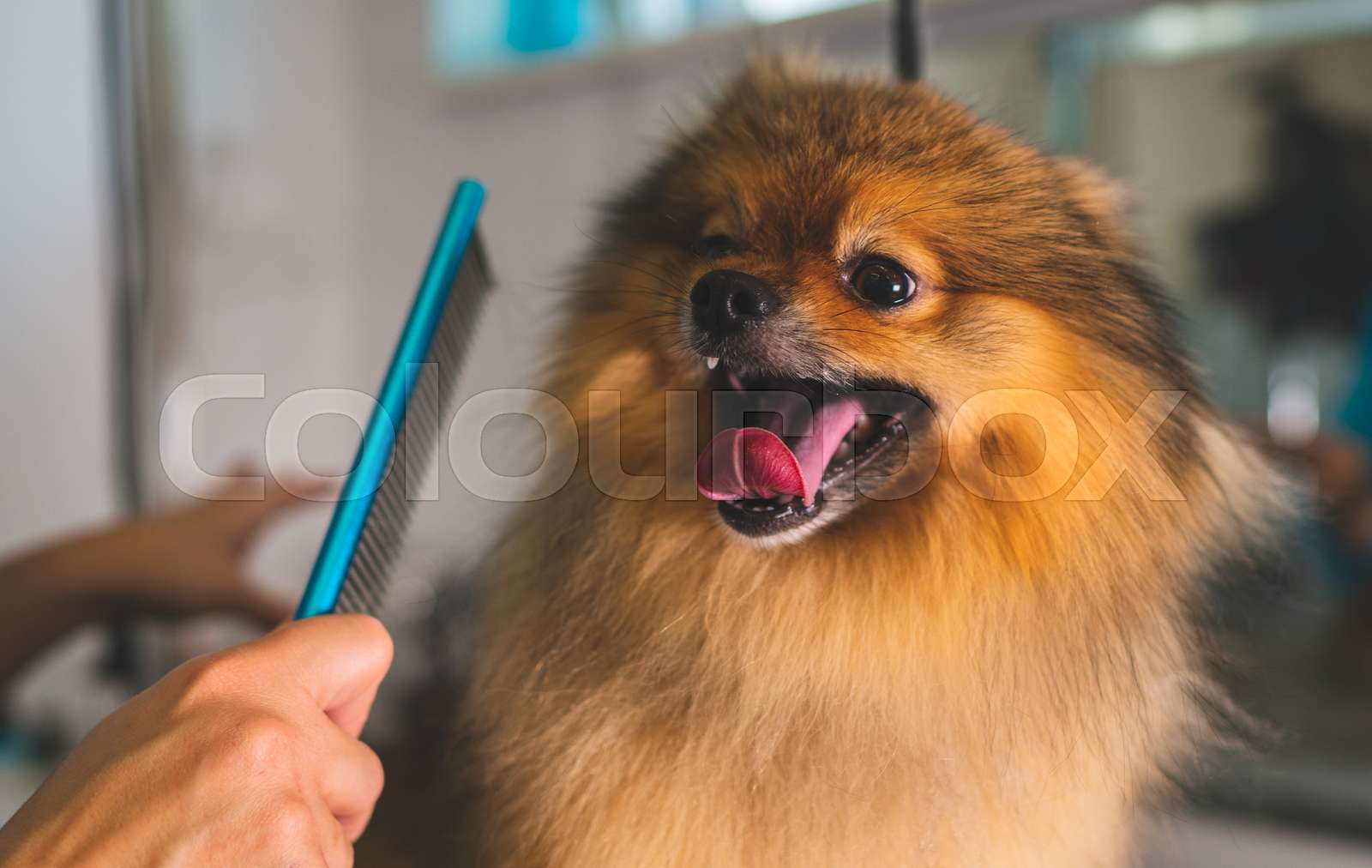 pomeranian brush