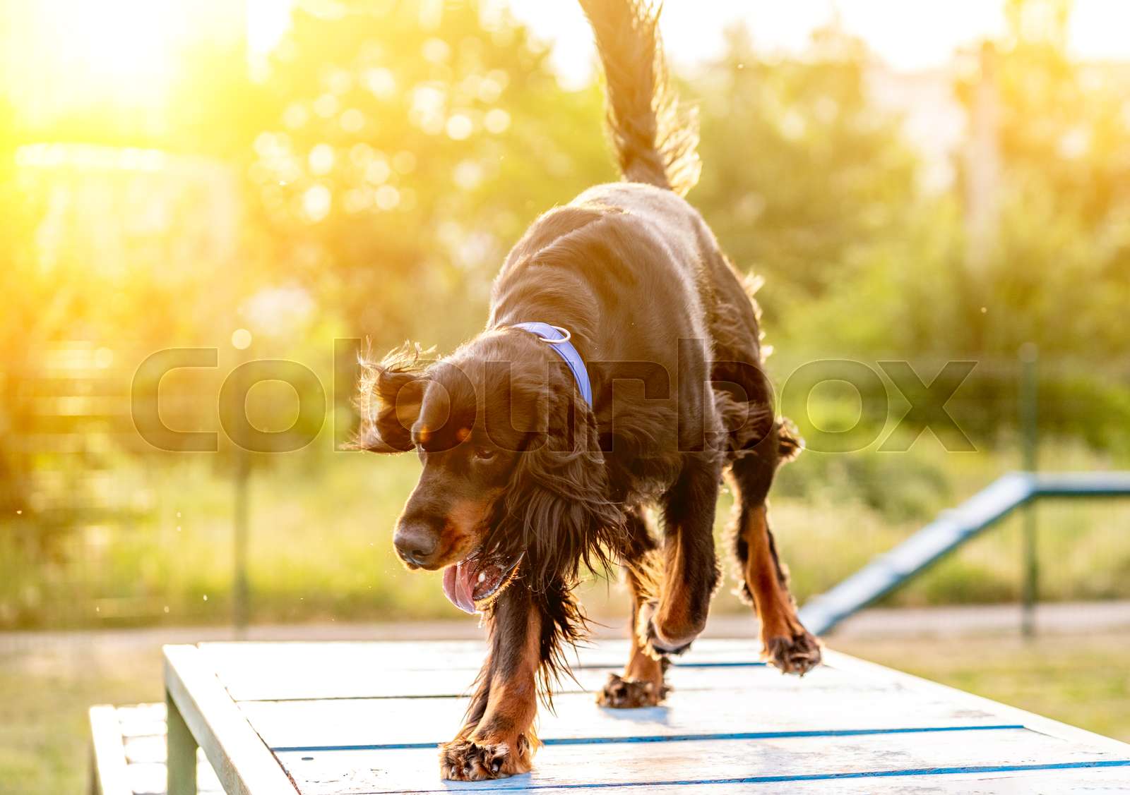 Scottish setter training on obstacle course Stock image Colourbox