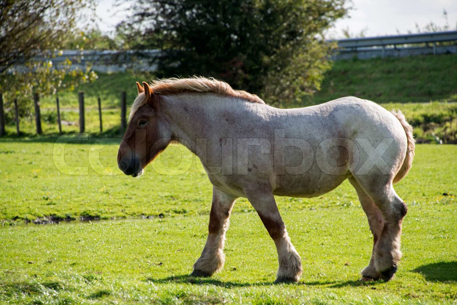 light brown horse | Stock image | Colourbox