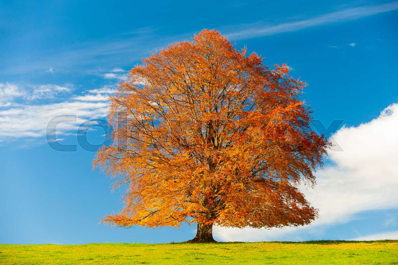 Rotbuche im Herbst allein auf einer Wiese im Allgäu Stock Bild
