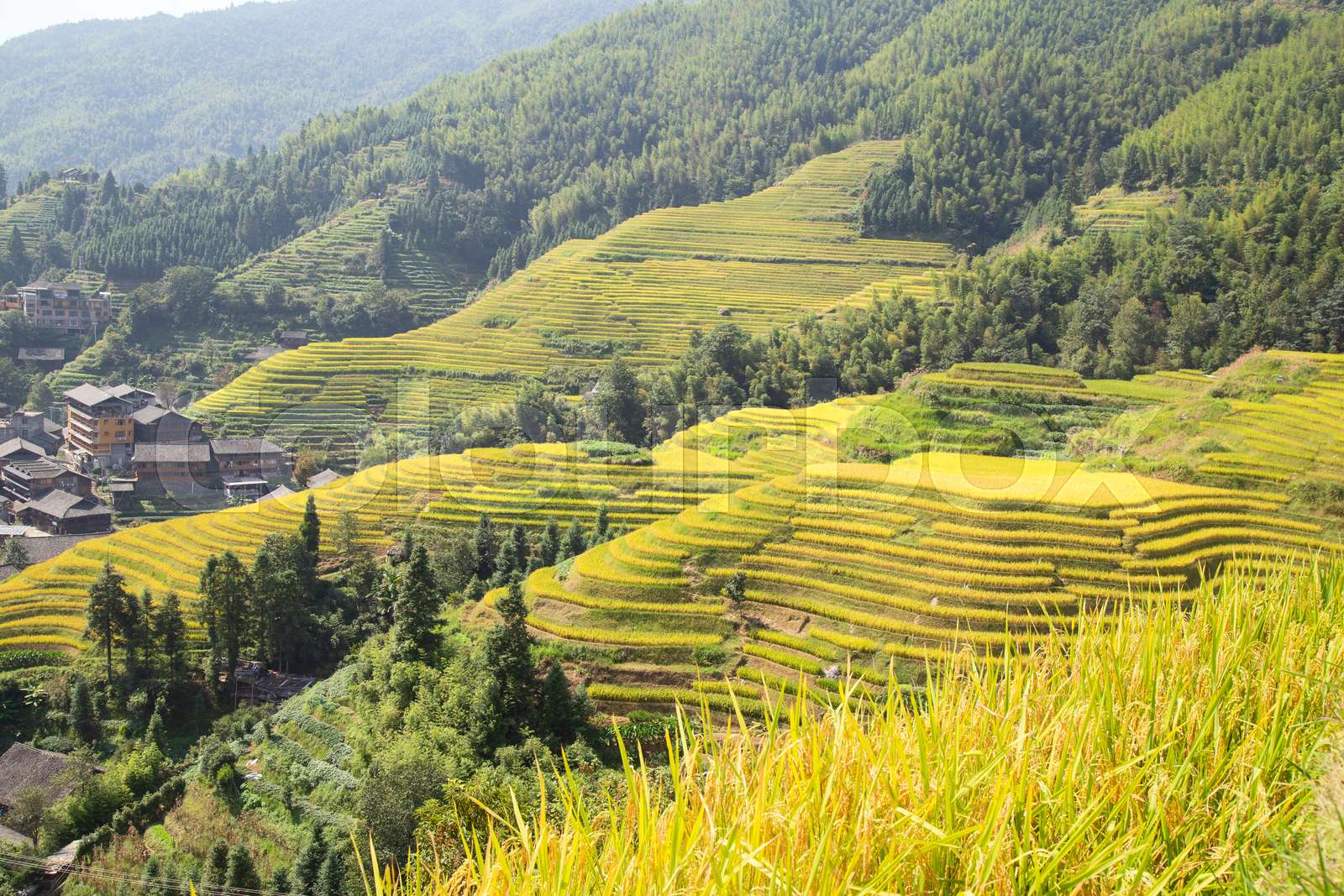 Longji Rice Terraces Stock image Colourbox