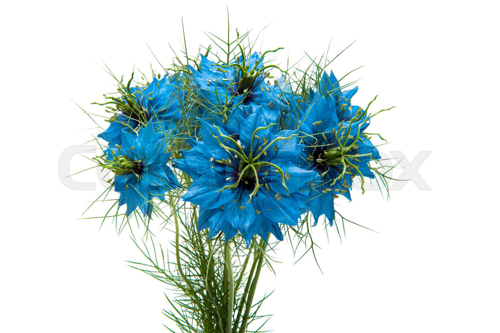 Negulla Nigella Blue isolated | Stock image | Colourbox