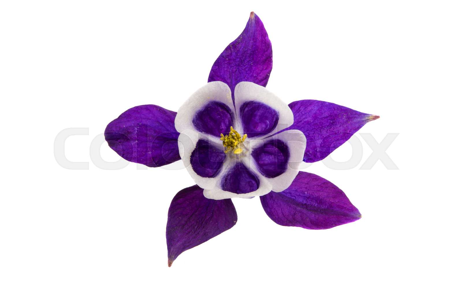 aquilegia flower isolated | Stock image | Colourbox