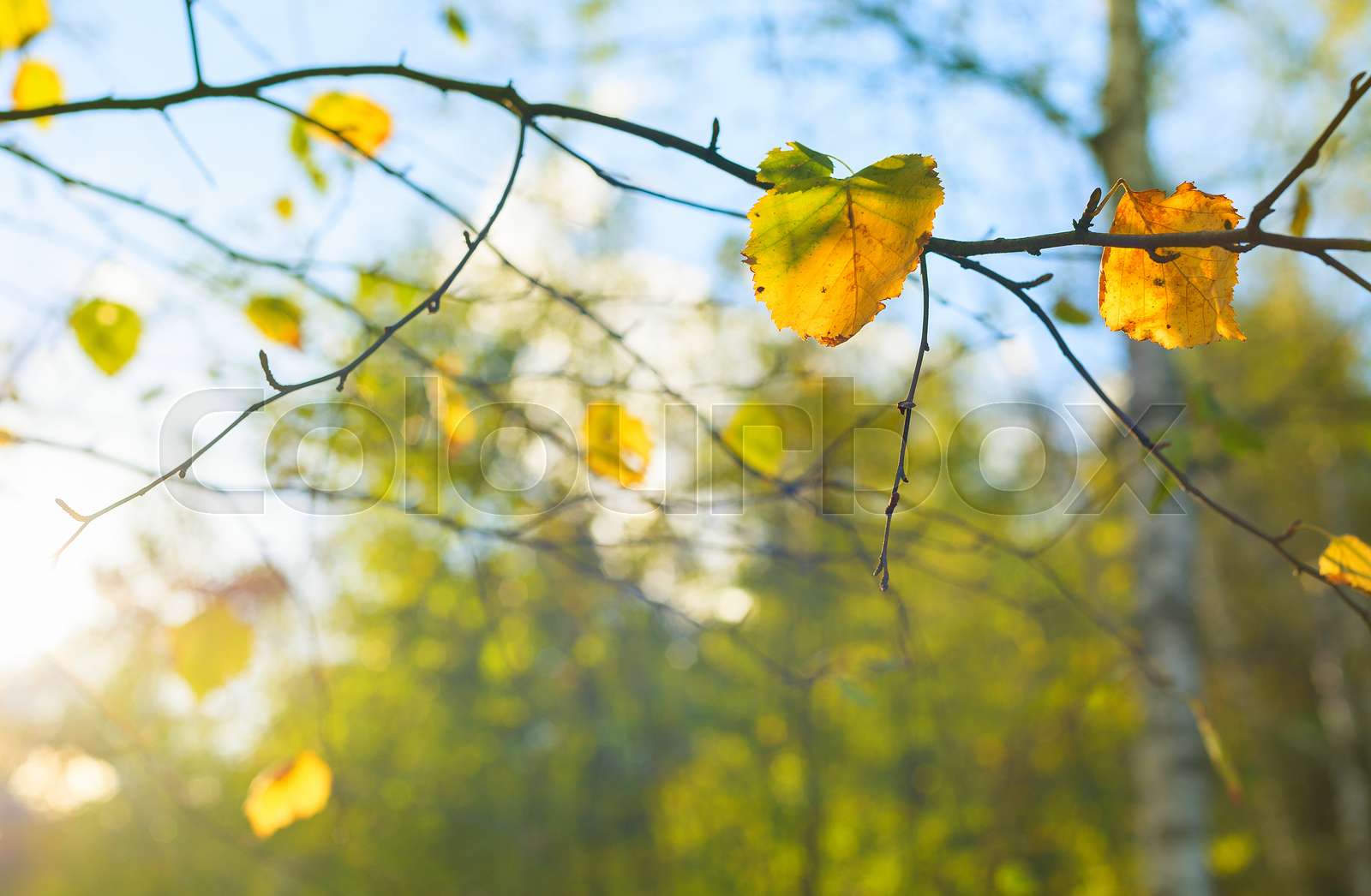 Autumn birch tree leaves sunlight | Stock image | Colourbox