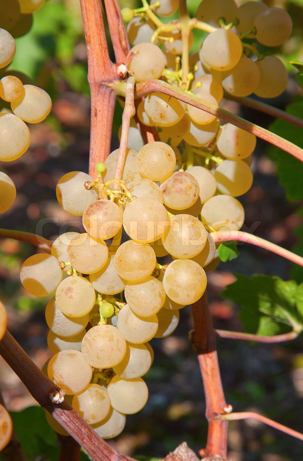 Yellow grapes Stock image Colourbox
