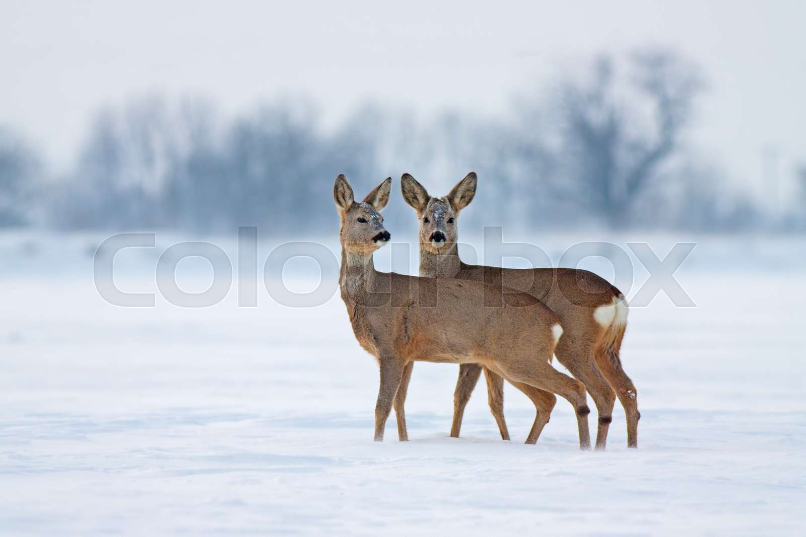Young roe deer in cold winter interacting Stock image Colourbox