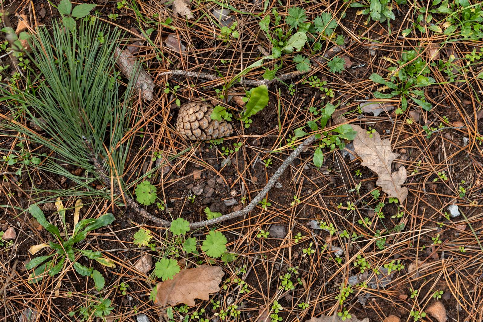 Dry needles brown leaves cones green moss on autumn forest floor in Bulgaria, Eastern Europe