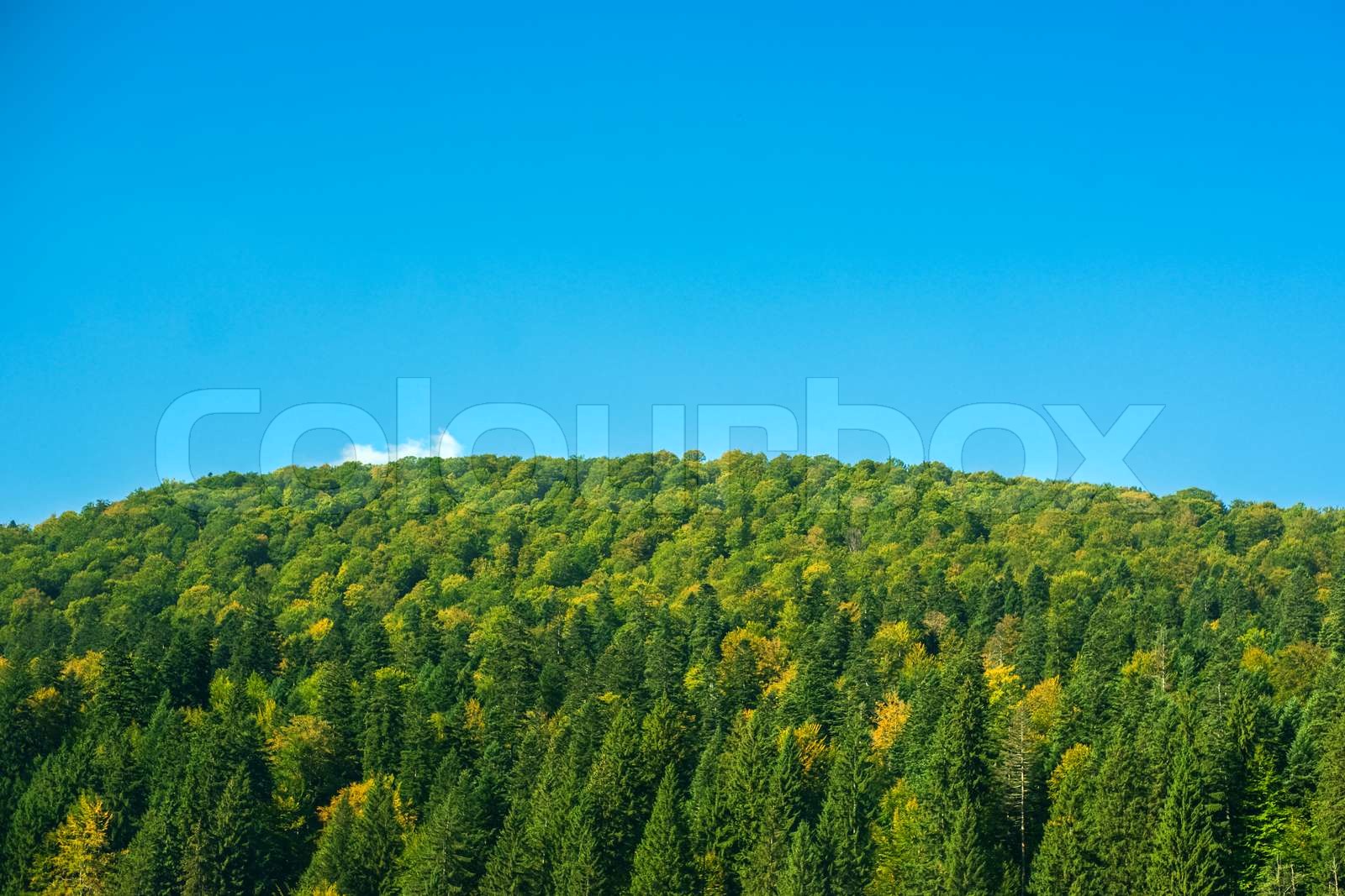 Forest scenery on a hill | Stock image | Colourbox