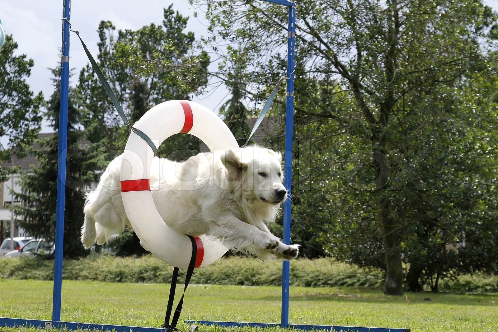 dog jumping through a hoop Stock image Colourbox