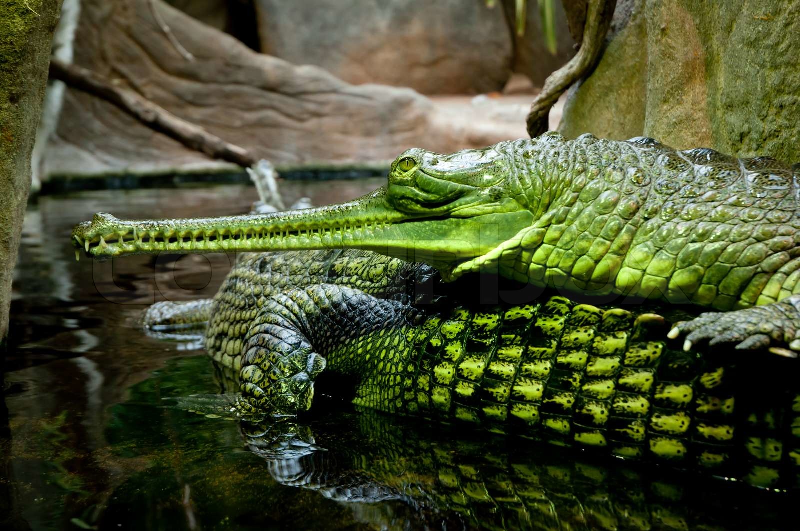 Gavial / Gharial Gavialis gangeticus | Stock image | Colourbox