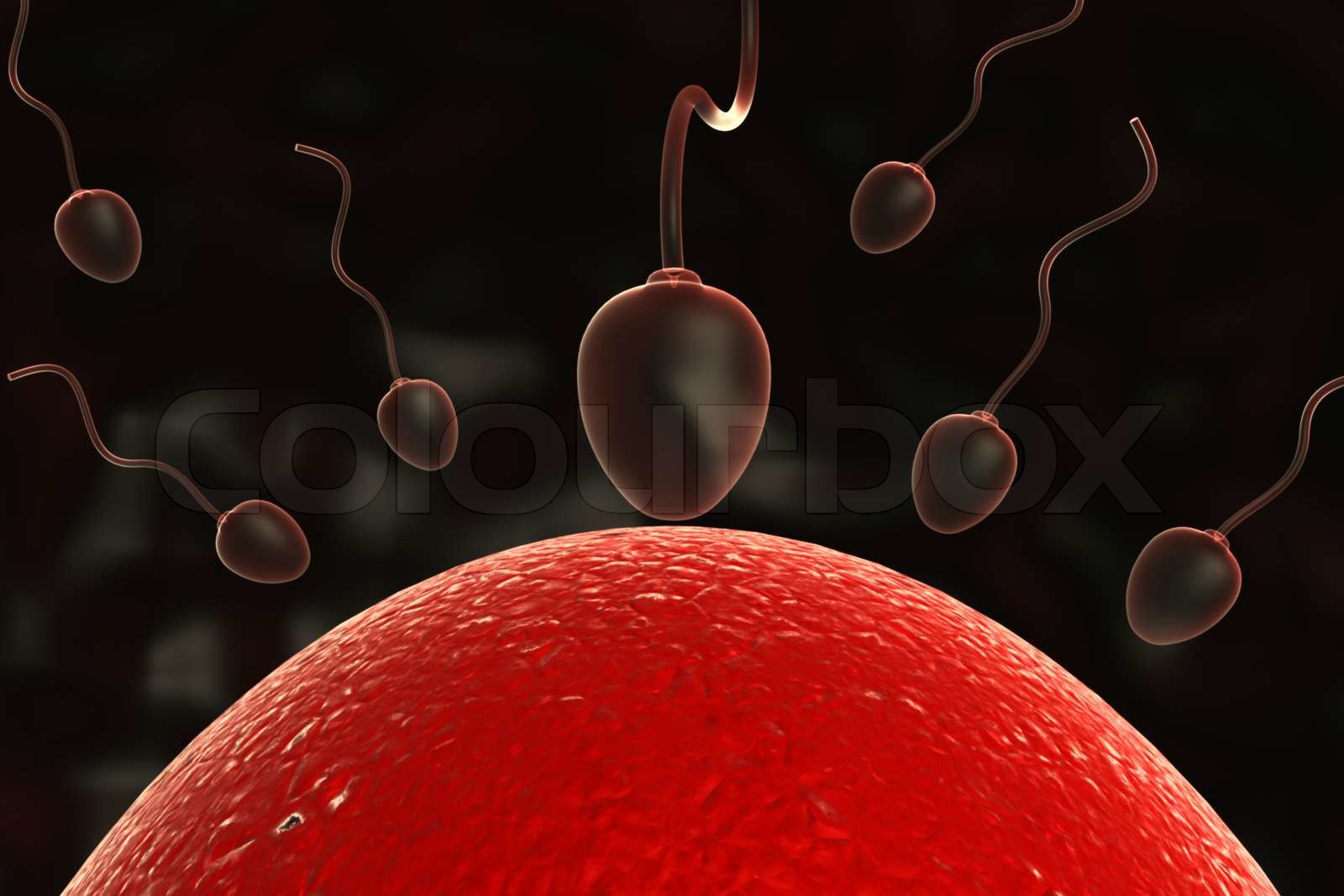 Conception - sperm and egg in uterus | Stock image | Colourbox