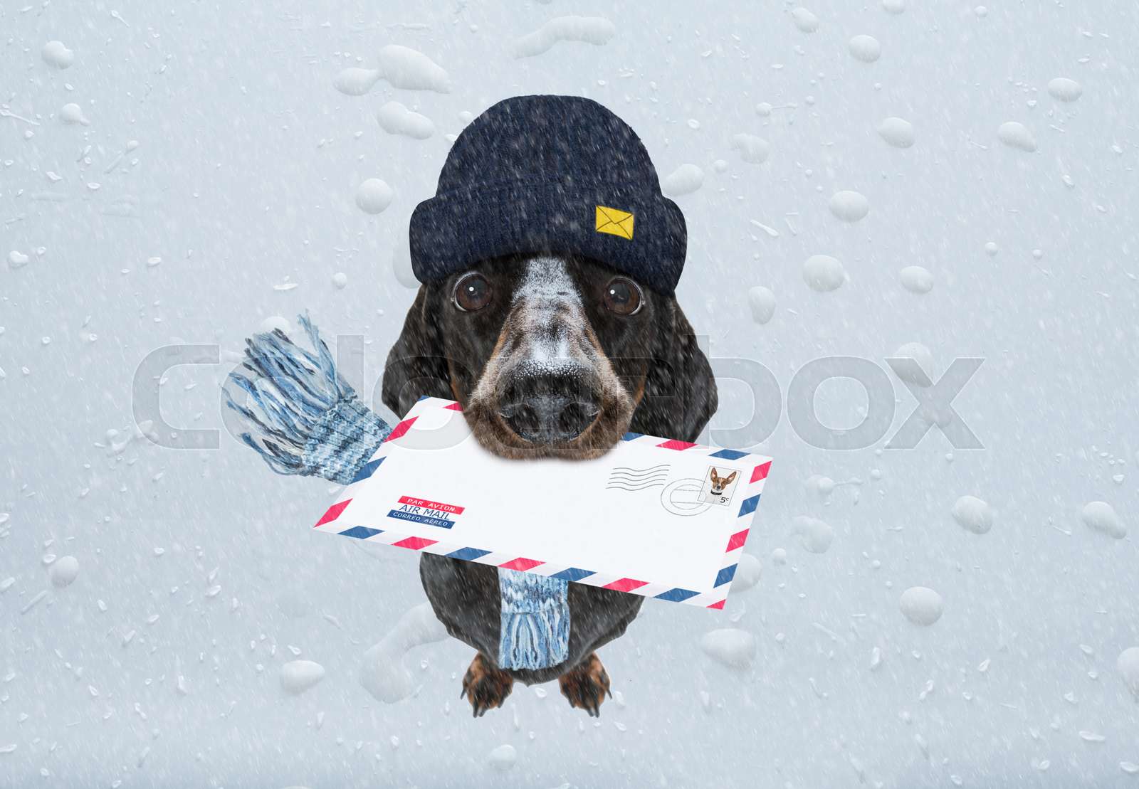 dog mail deliver postal post man | Stock image | Colourbox
