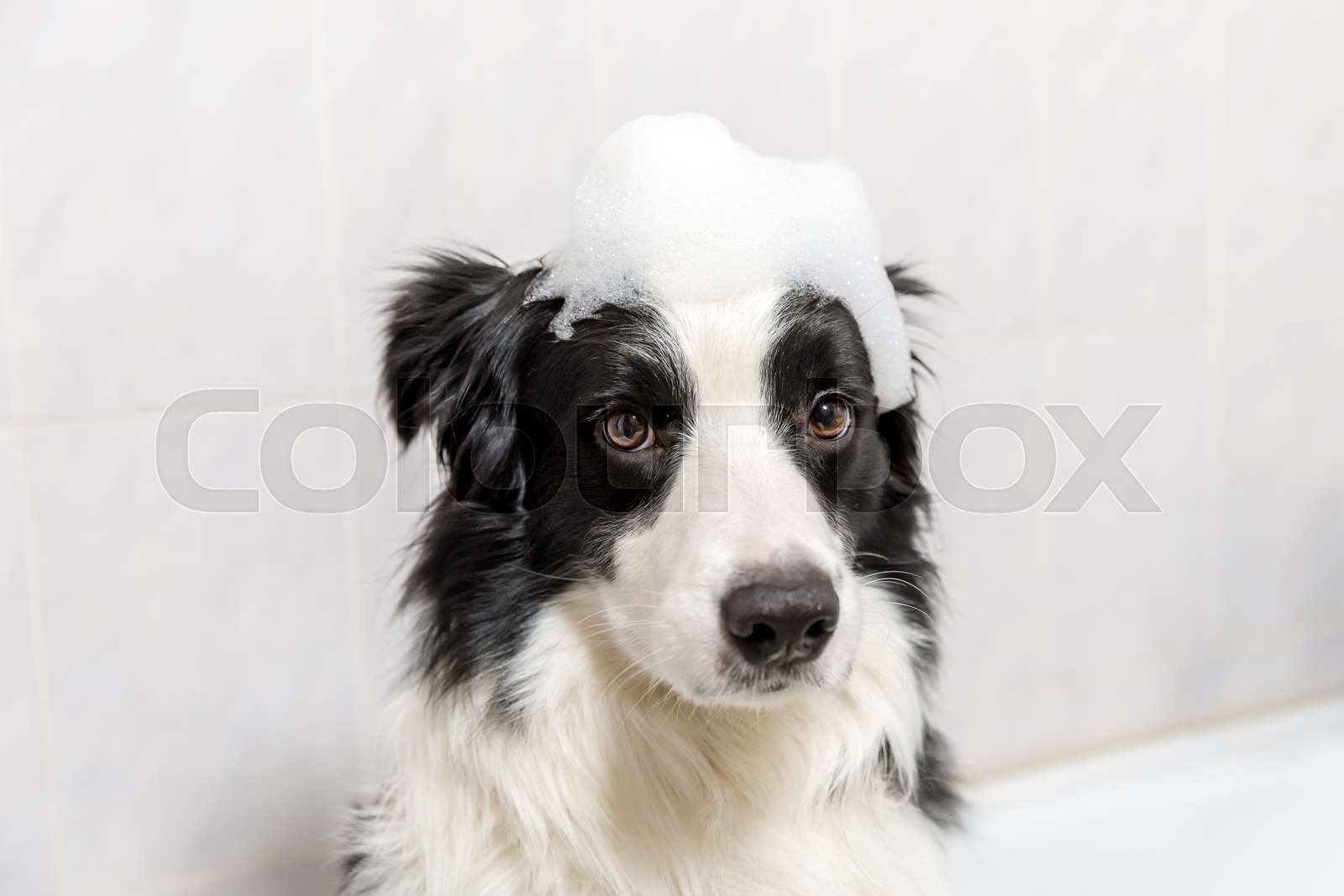 border collie shampoo