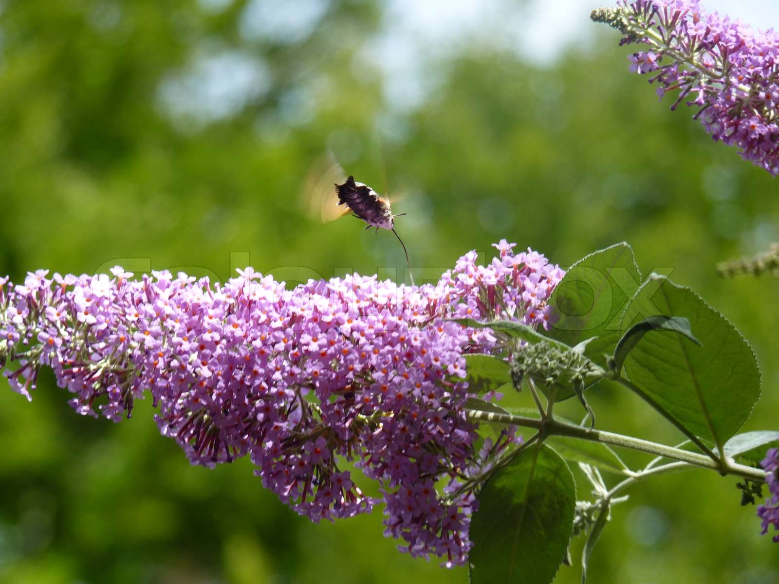 BEITR GE VON PAPILLON visual data 2