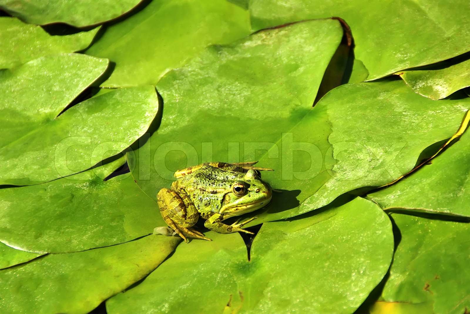 grüne Frosch auf Blatt Stock Bild Colourbox