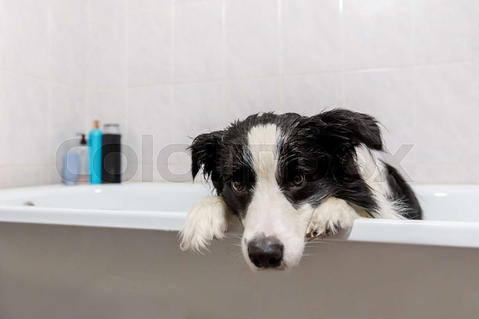 border collie shampoo