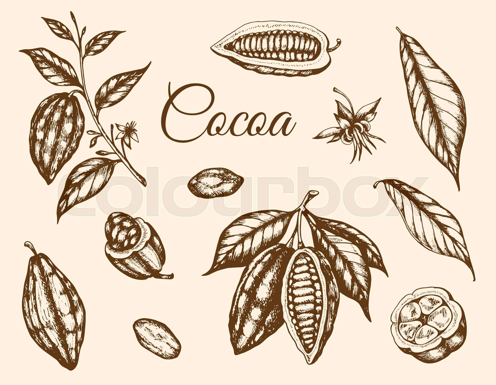 Vintage hand drawn cocoa plants | Stock vector | Colourbox