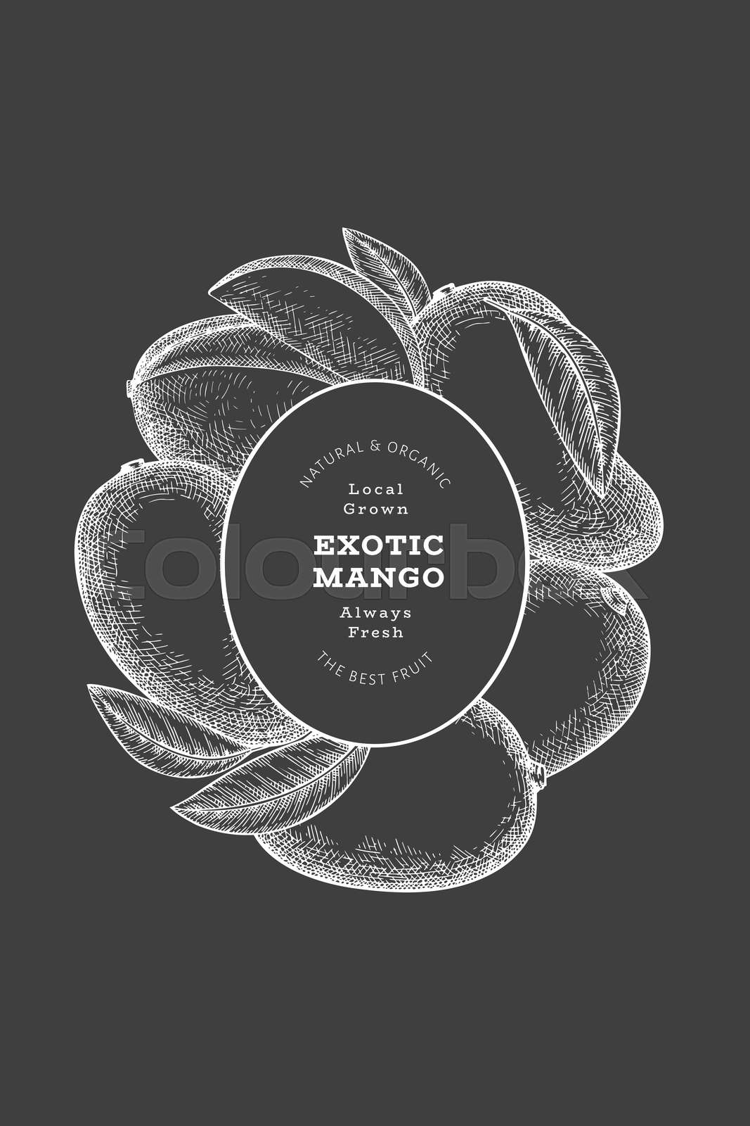 Hand drawn sketch style mango banner. Organic fresh fruit vector