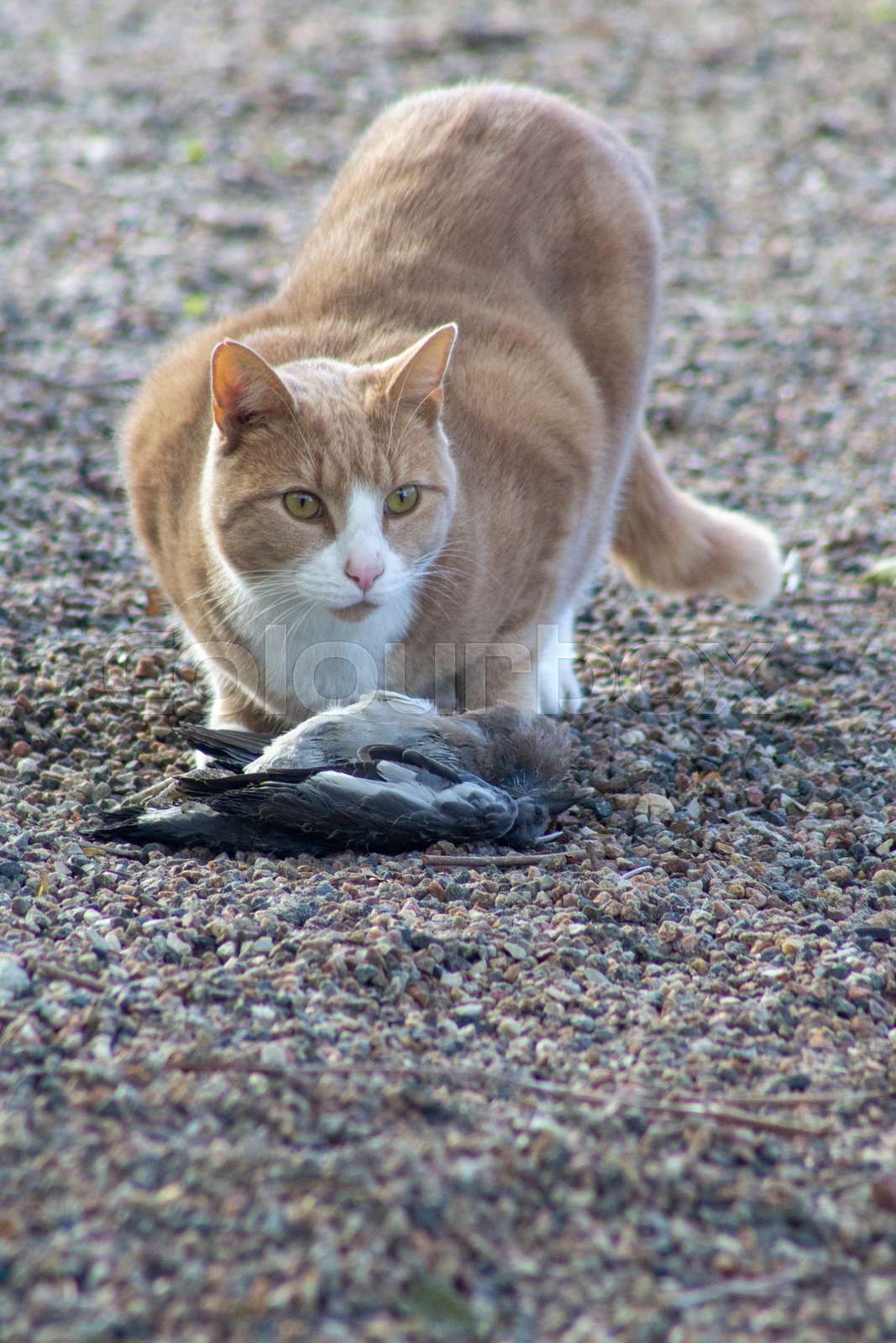 Kat med død fugl Stock foto Colourbox