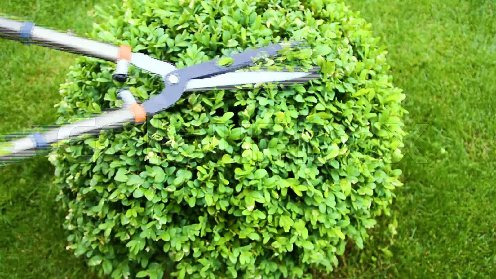 Hand cutting Of Forever Green Boxwood Decorative Bushes Stock Video Hand cutting Of Forever Green Boxwood Decorative Bushes Stock Video