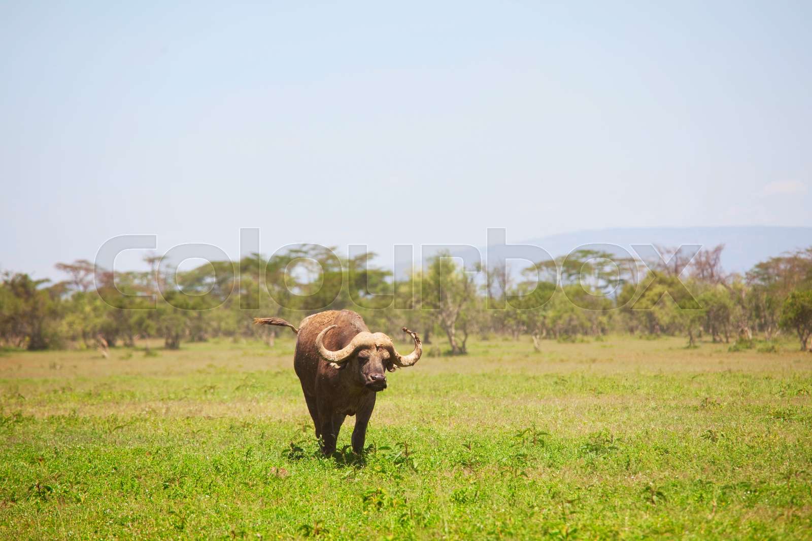 African buffalo | Stock image | Colourbox