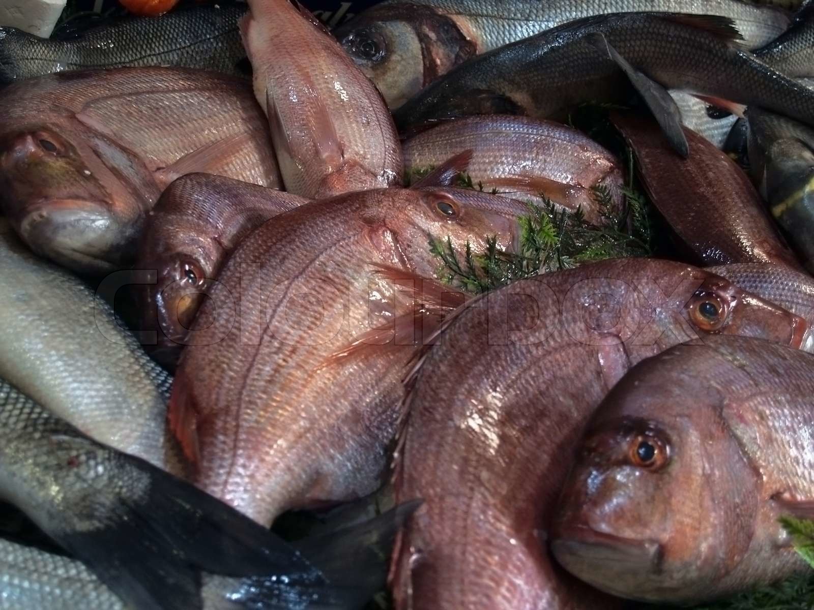 Royal Dorade | Stock image | Colourbox