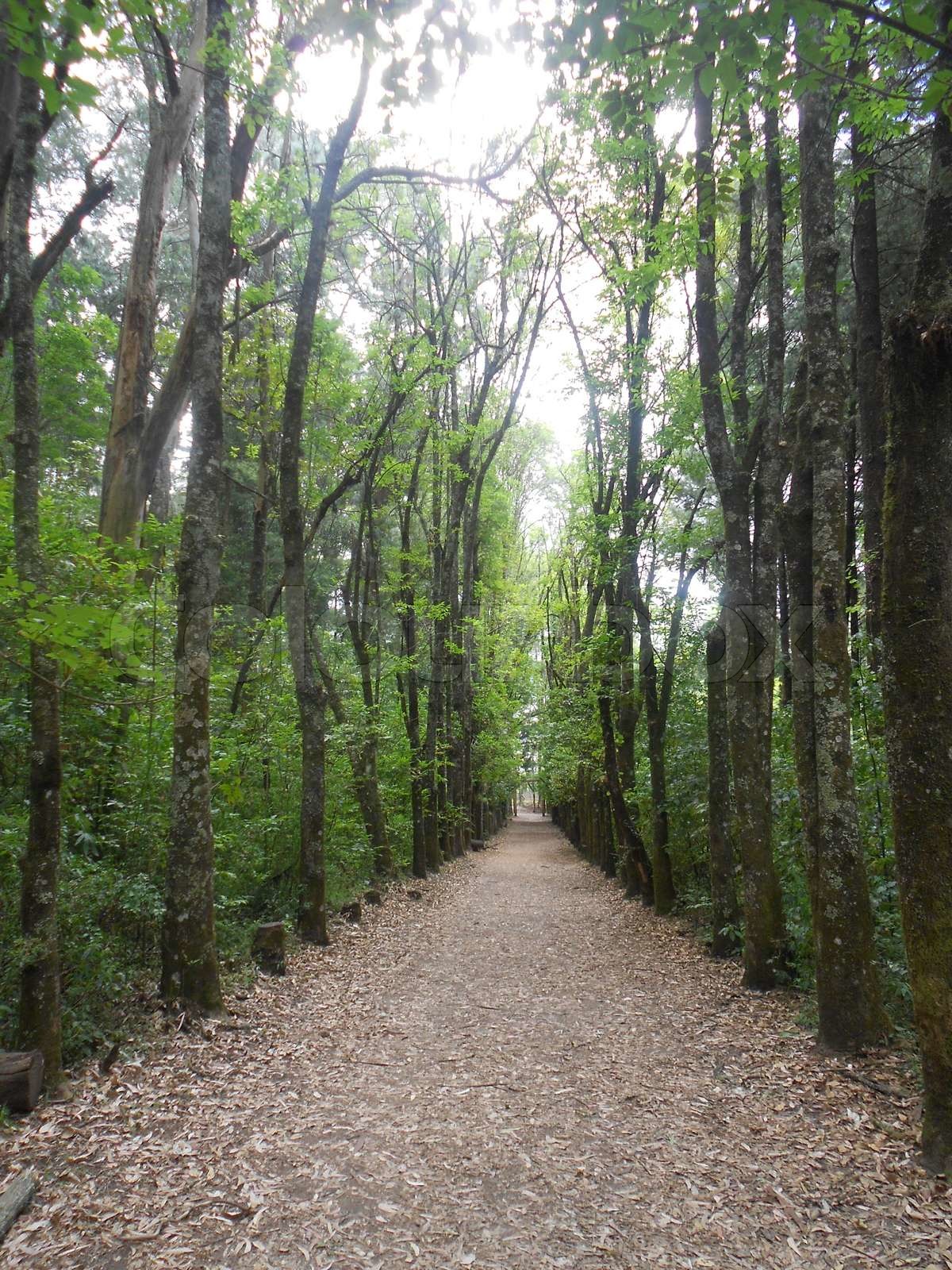 SANGOLQUI Stock image Colourbox