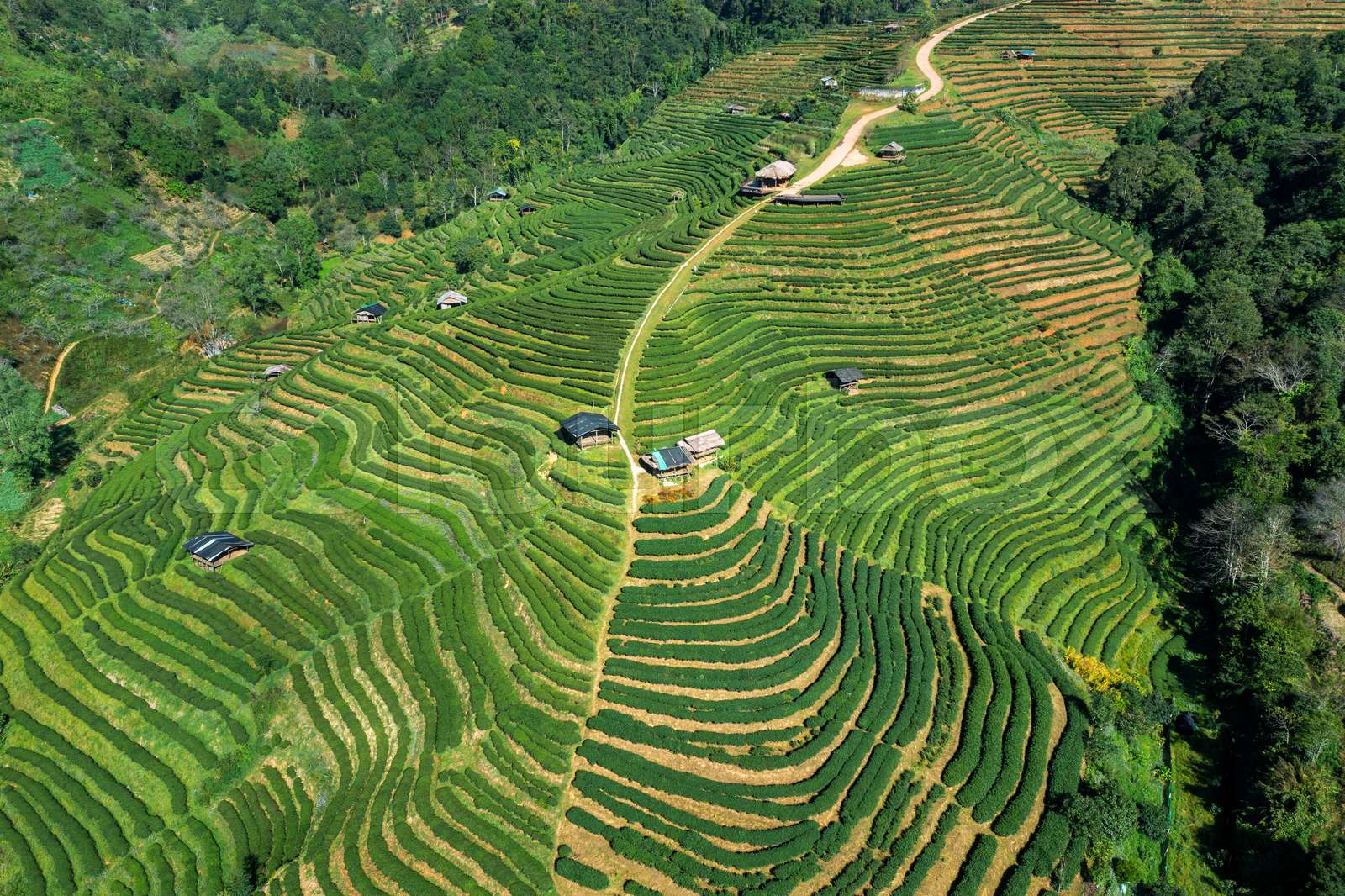 Aerial view of tea plantation in Chiang mai, Thailand. Stock image