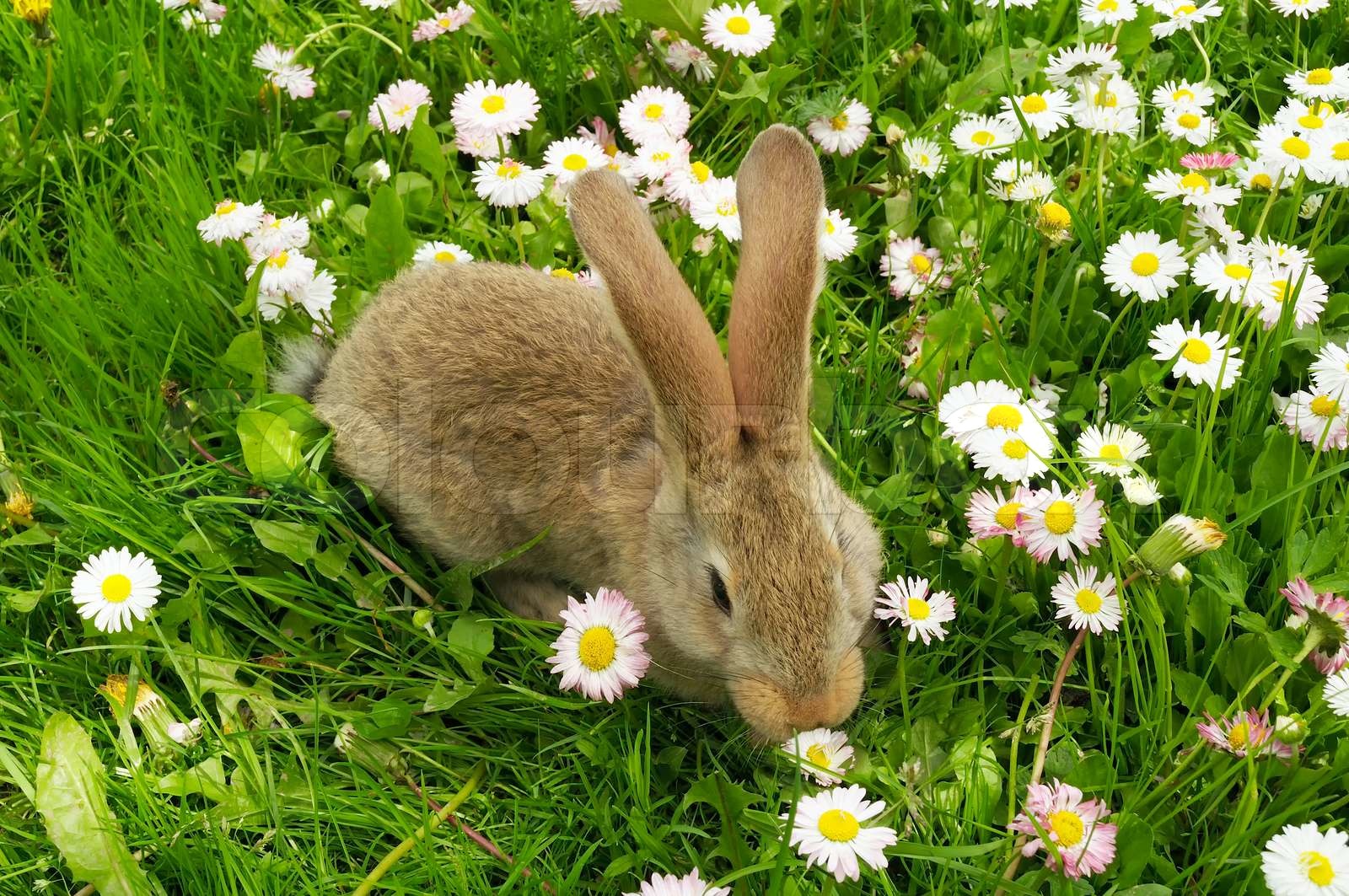 Süße Kaninchen auf SommerRasen Stock Bild Colourbox