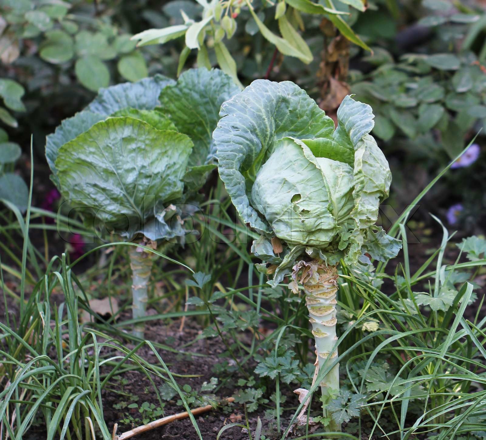 Kohl auf einem Bett im Garten Stock Bild Colourbox