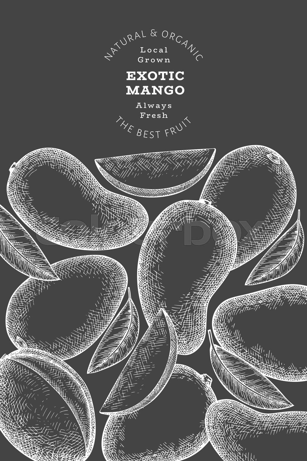 Hand drawn sketch style mango banner. Organic fresh fruit vector