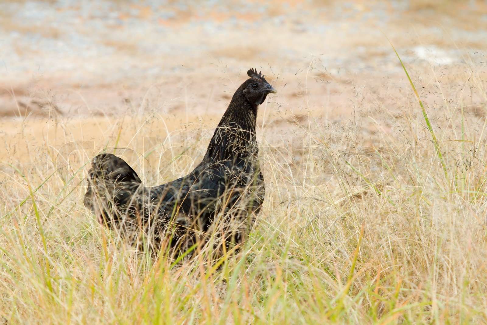 Schwarzes Huhn Im Feld Stock Bild Colourbox