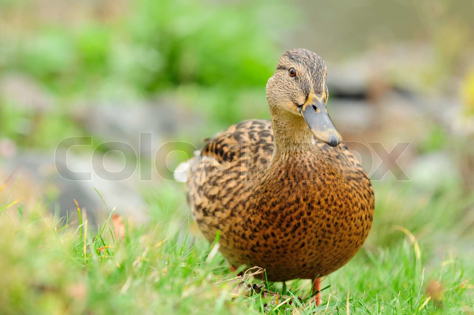 Mallard Duck Close-Up Full Length Front View | Stock image | Colourbox