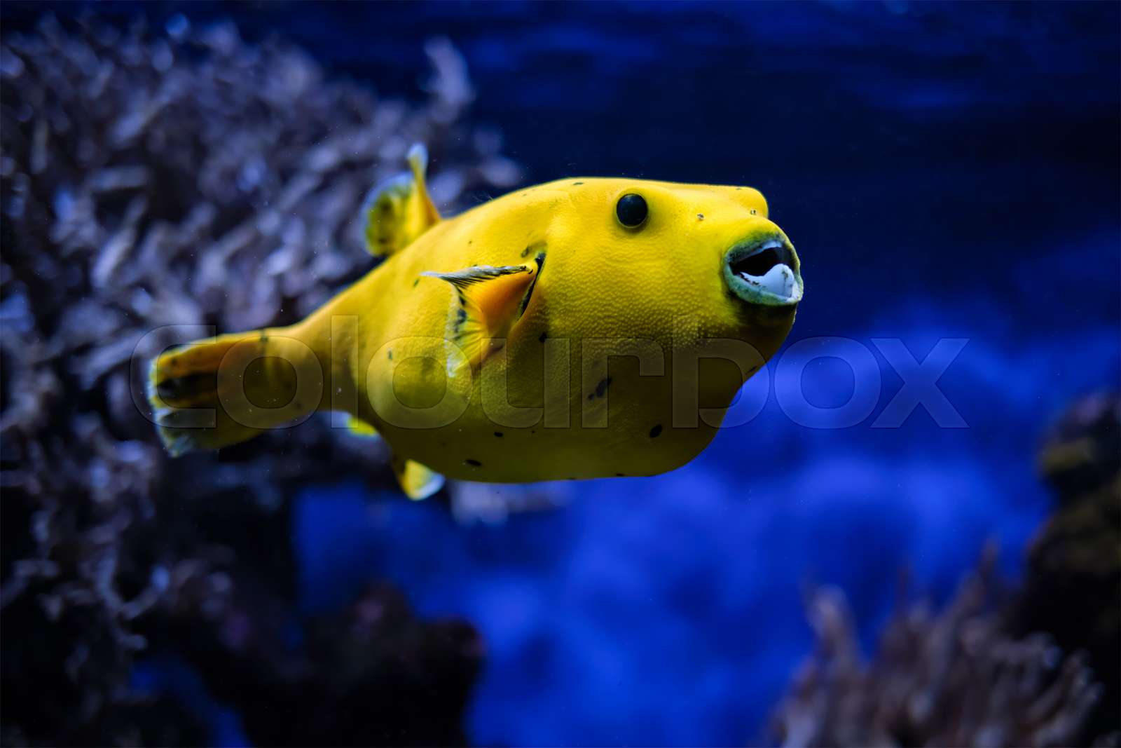 Yellow golden puffer guineafowl puffer fish underwater | Stock image ...
