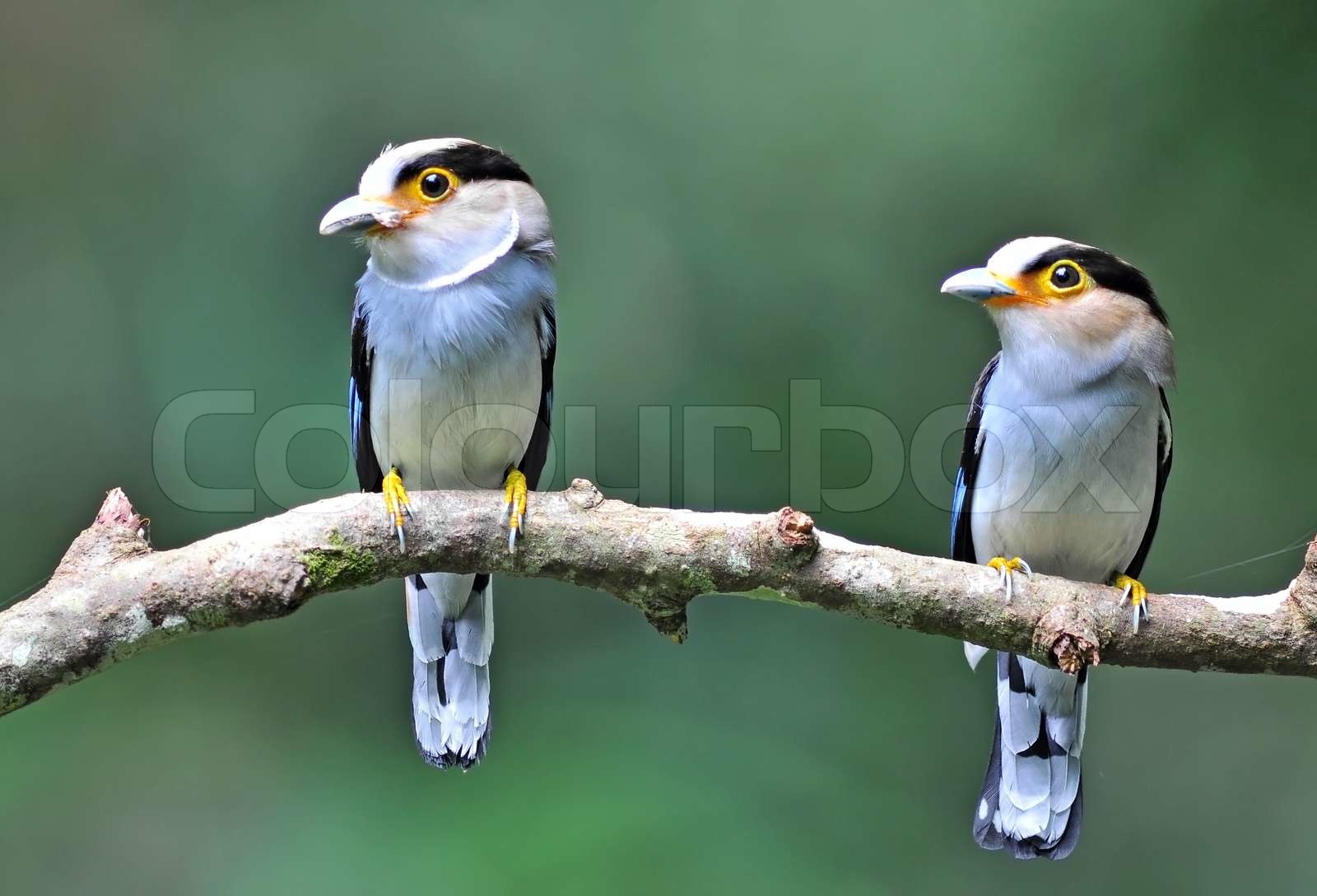 bunte tropische Vögel | Stock Bild | Colourbox