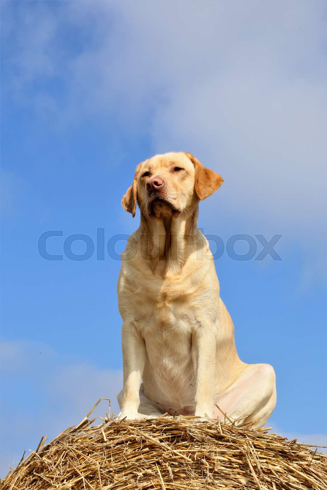 golden retriever in the field Stock image Colourbox